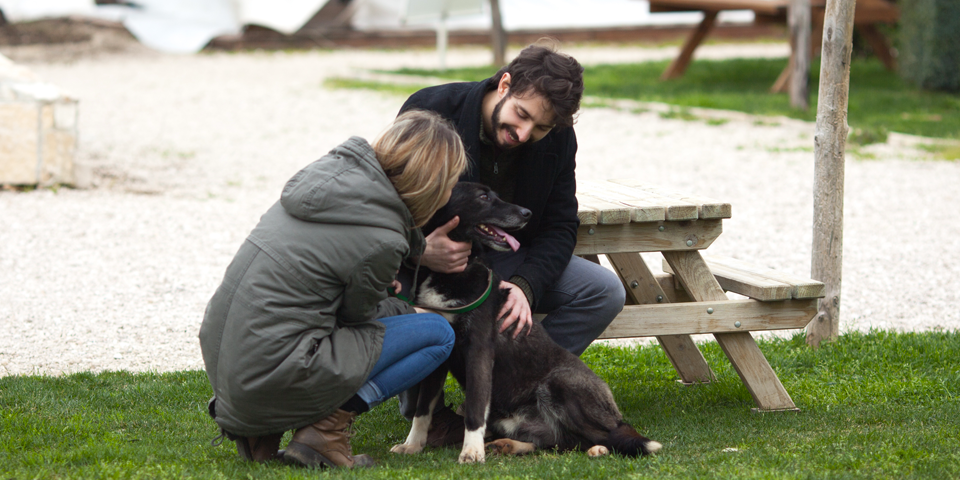 cane - scelta - razza - cani di piccola taglia - taglia media o grande - un esperto - scelta del cucciolo - binomio uomo-cane - allevatore professionista