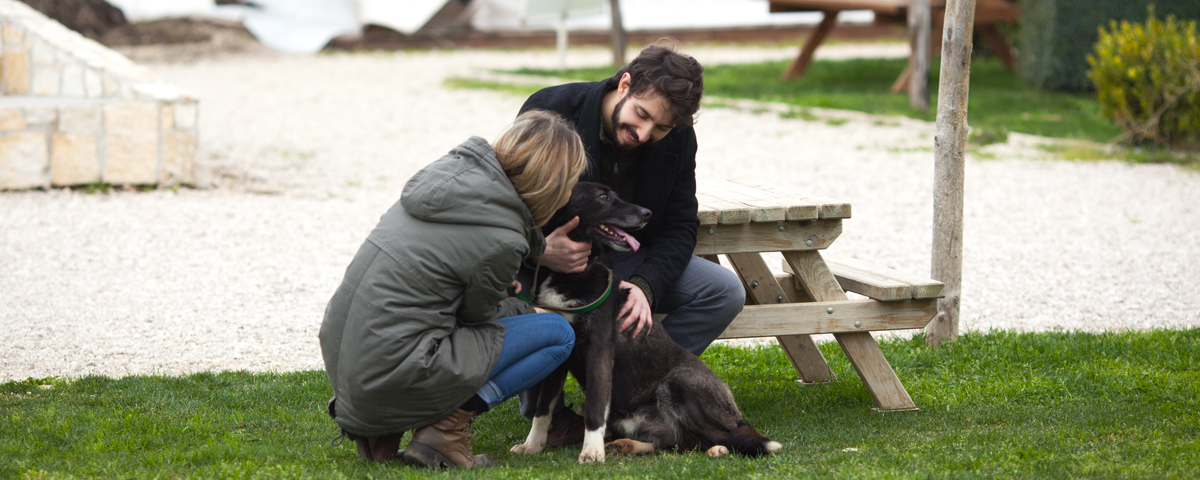 cane - scelta - razza - cani di piccola taglia - taglia media o grande - un esperto - scelta del cucciolo - binomio uomo-cane - allevatore professionista