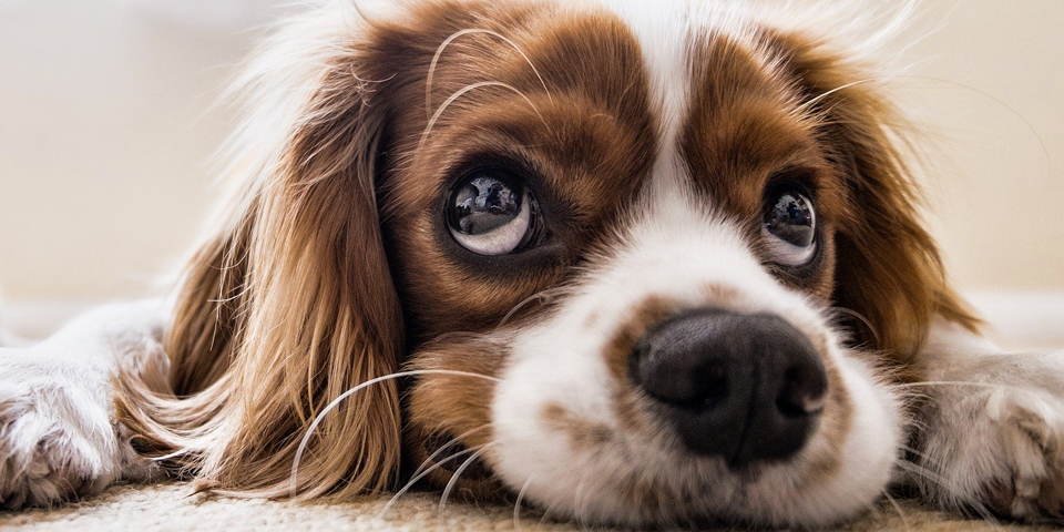 La cura e l’igiene del cane, cane pulito, Igiene auricolare, pulizia delle orecchie, Igiene intima, La pulizia delle parti intime del cane, rischiano di ingerire eventuali batteri, salviette igienizzanti.