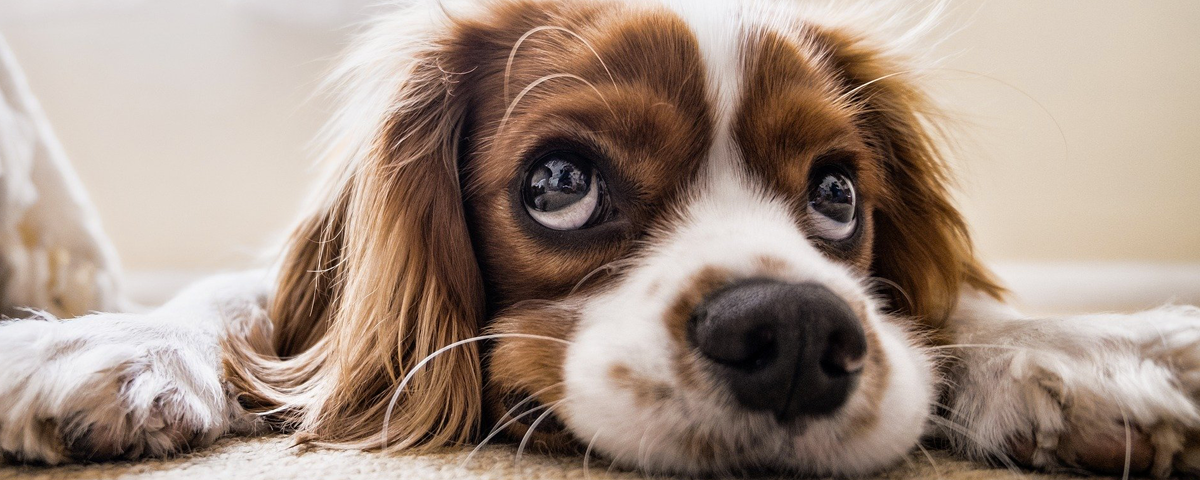 La cura e l’igiene del cane, cane pulito, Igiene auricolare, pulizia delle orecchie, Igiene intima, La pulizia delle parti intime del cane, rischiano di ingerire eventuali batteri, salviette igienizzanti.