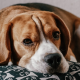 la tolettatura, attività di pulizia, per motivi di salute, pelo, spazzola, stato di salute della cute, il taglio delle unghie dei cani, cani domestici, toelettatore