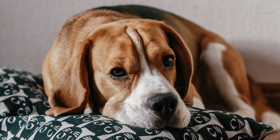 la tolettatura, attività di pulizia, per motivi di salute, pelo, spazzola, stato di salute della cute, il taglio delle unghie dei cani, cani domestici, toelettatore