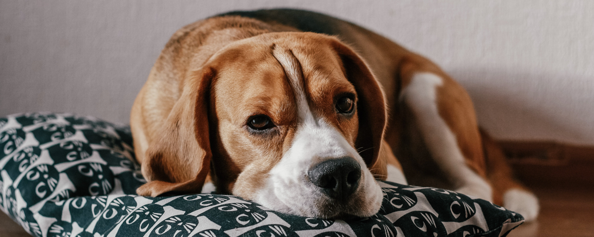 la tolettatura, attività di pulizia, per motivi di salute, pelo, spazzola, stato di salute della cute, il taglio delle unghie dei cani, cani domestici, toelettatore